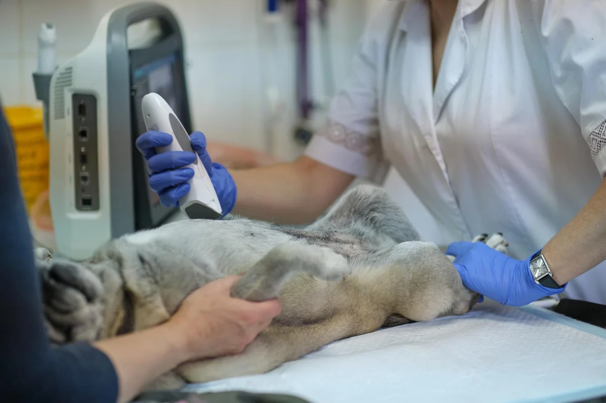 veterinary endoscope