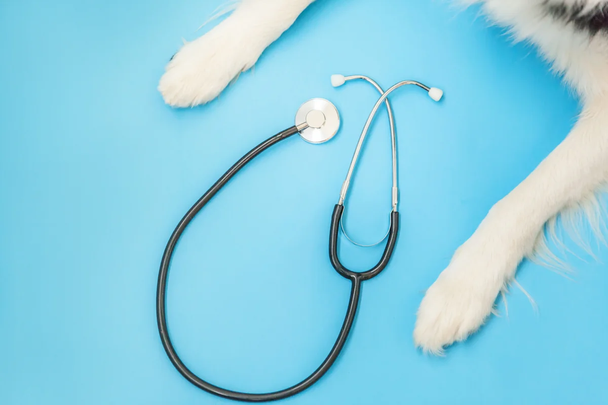 veterinary endoscope